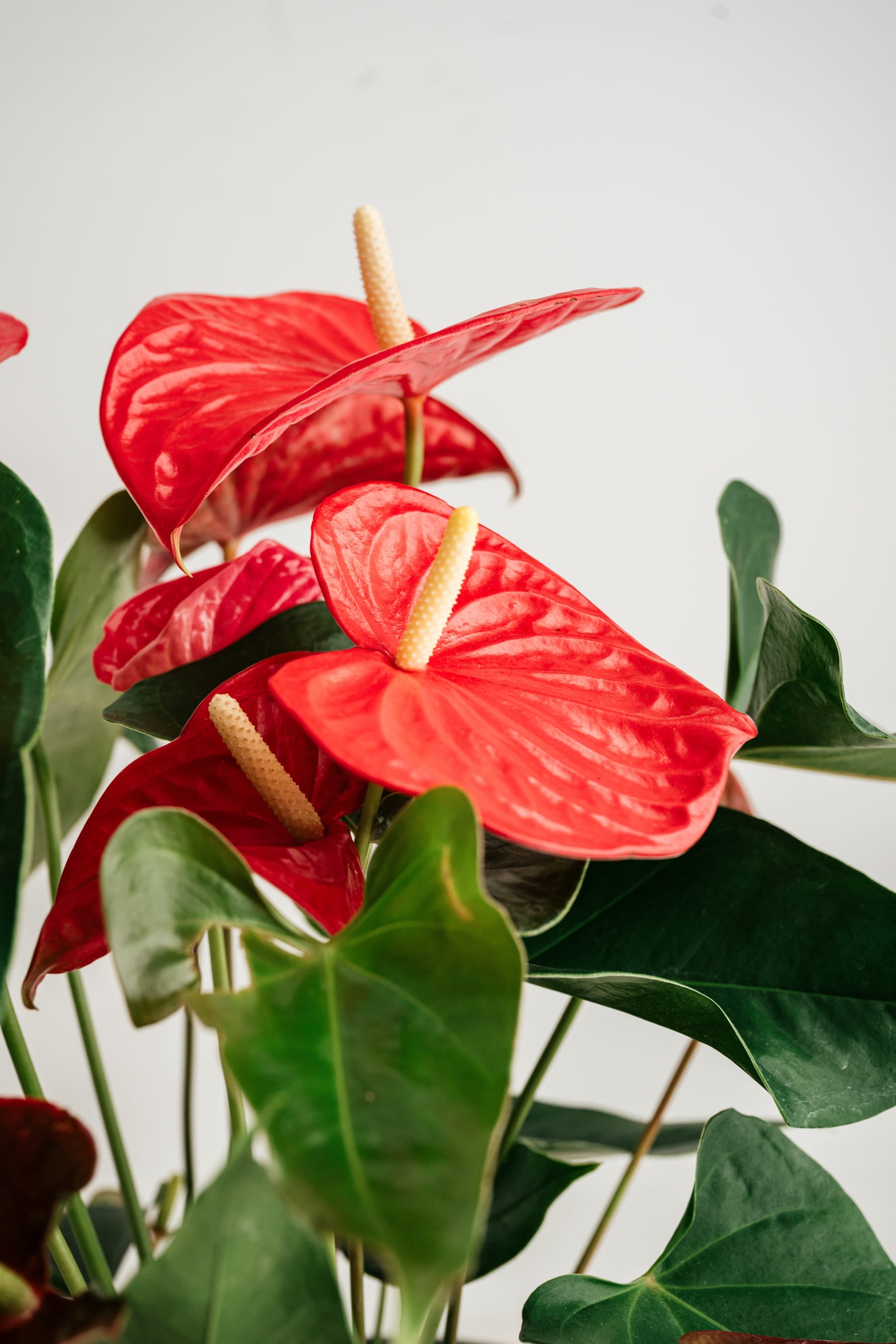 Plantes & idées cadeaux