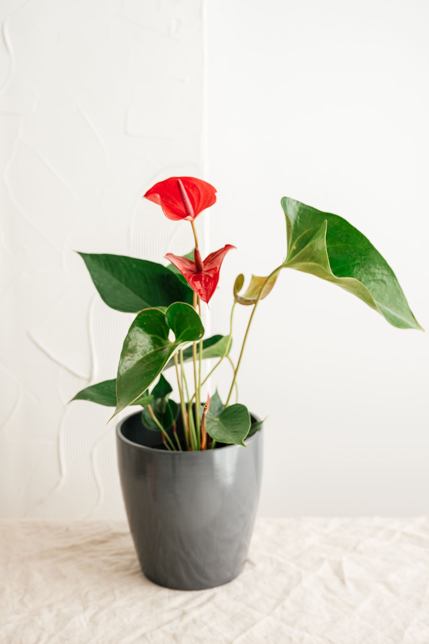 Anthurium
