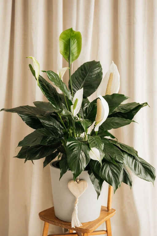 Grand spathiphyllum