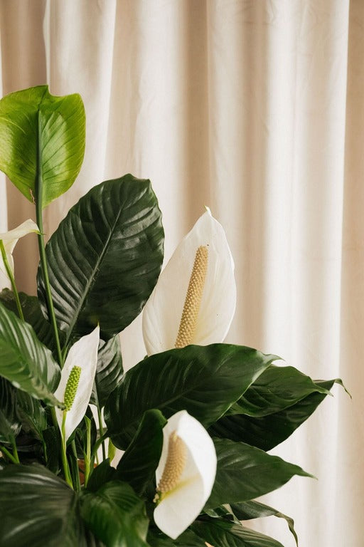 Spathiphyllum (lys de la paix)