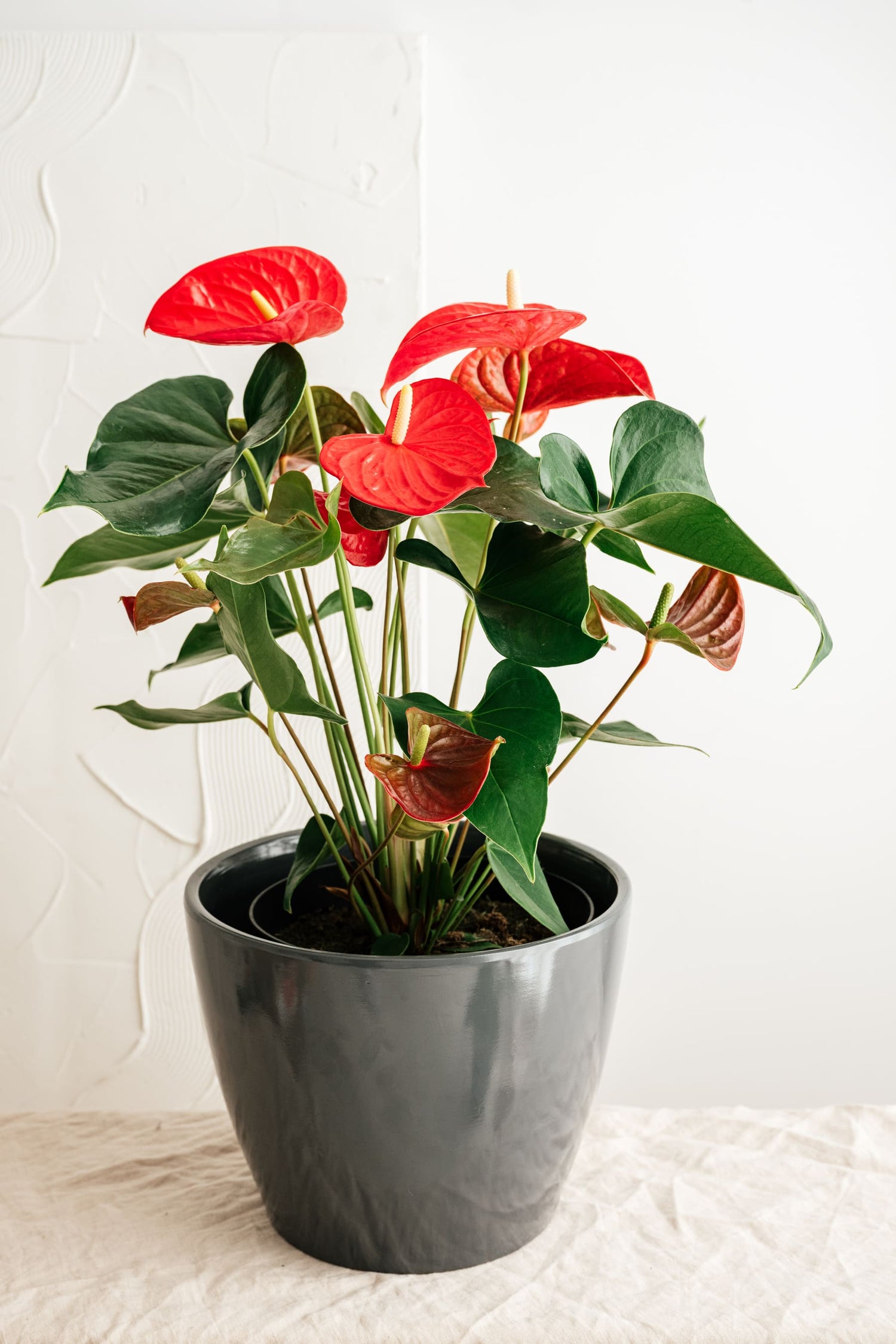 Grand Anthurium