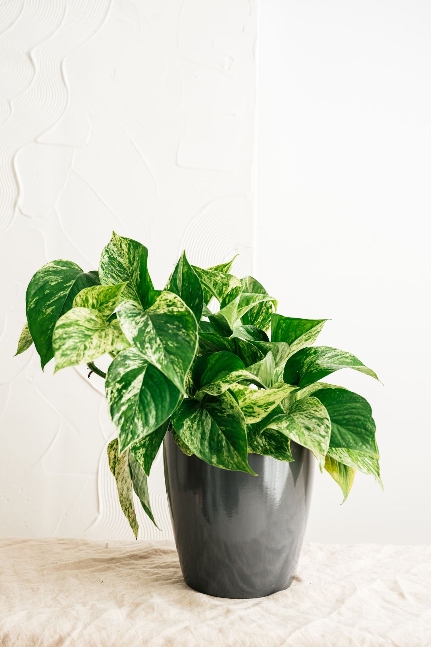 Pothos Marble Queen