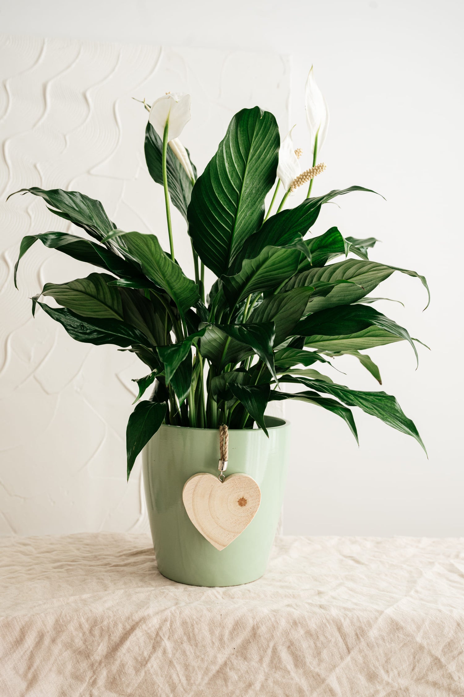 Spathiphyllum (lys de la paix)