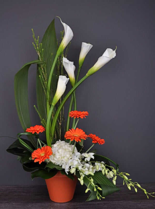Gracieux callas
