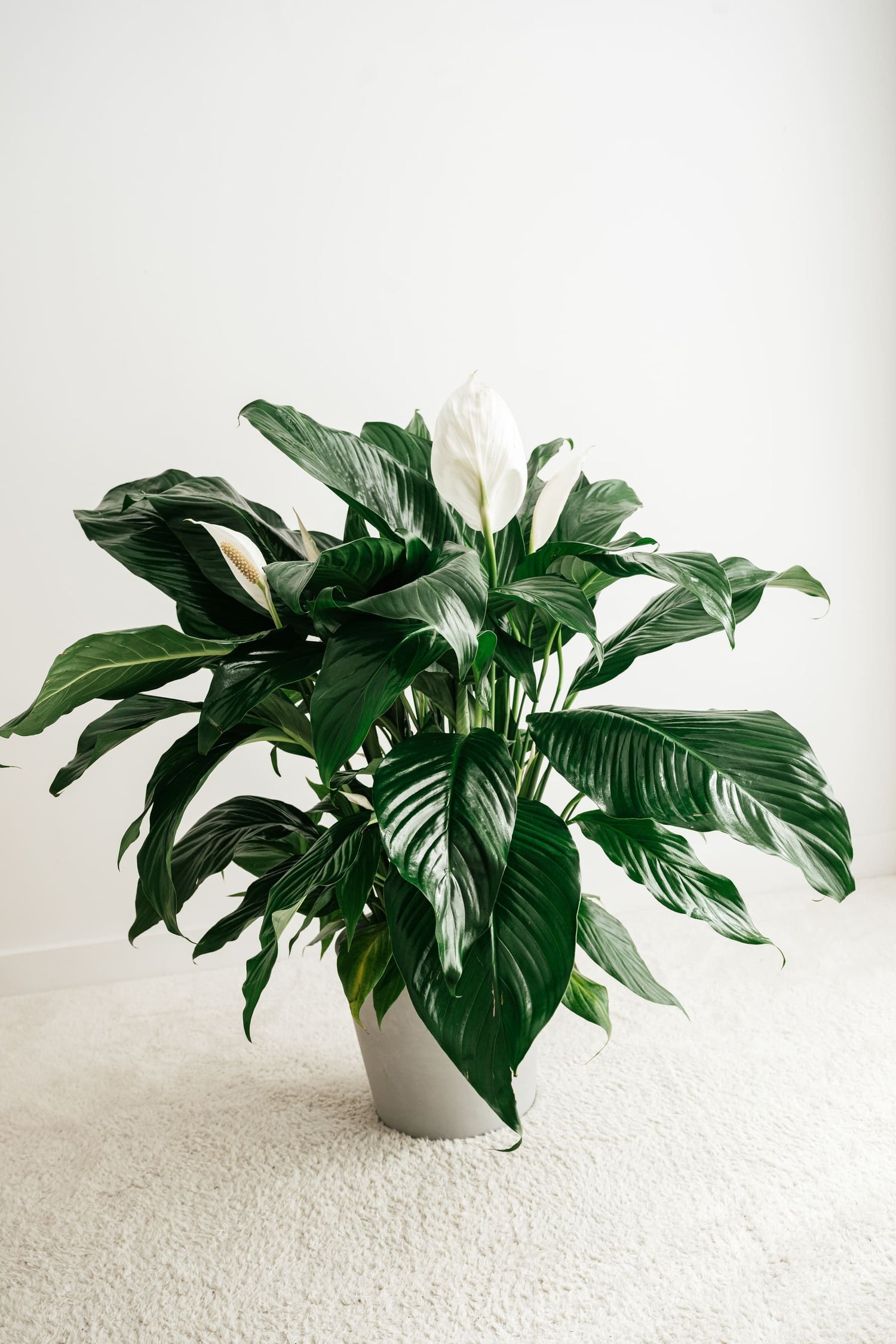 Grand spathiphyllum