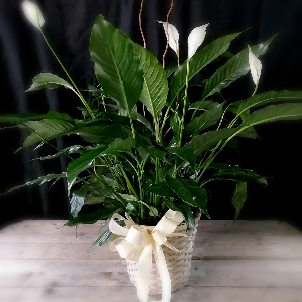 Lys de paix