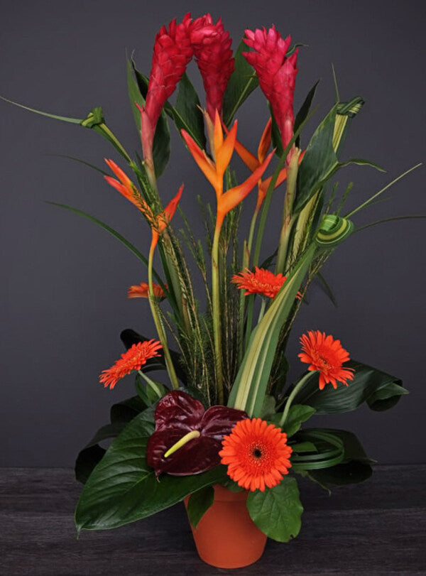 Majestueuse Ginger