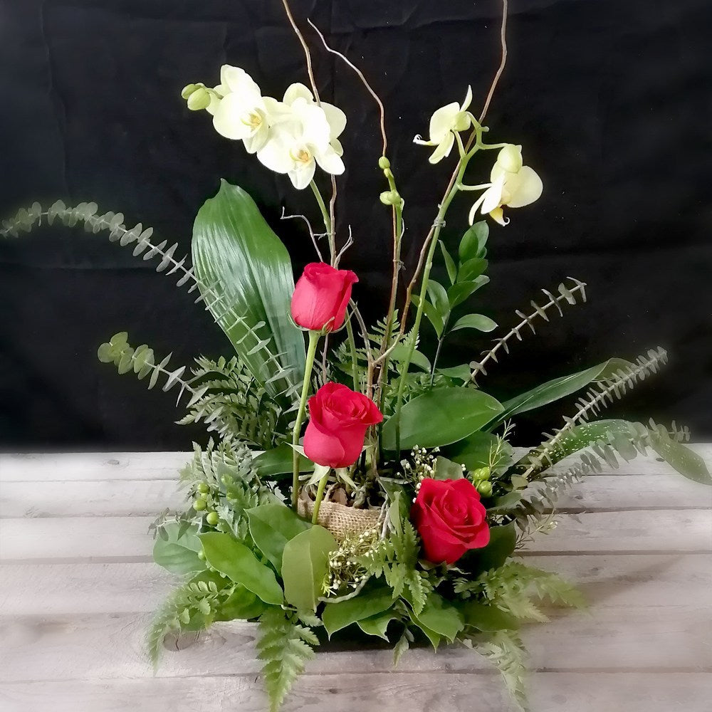 Orchidée à conserver