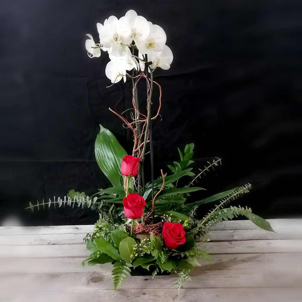 Orchidée Blanche
