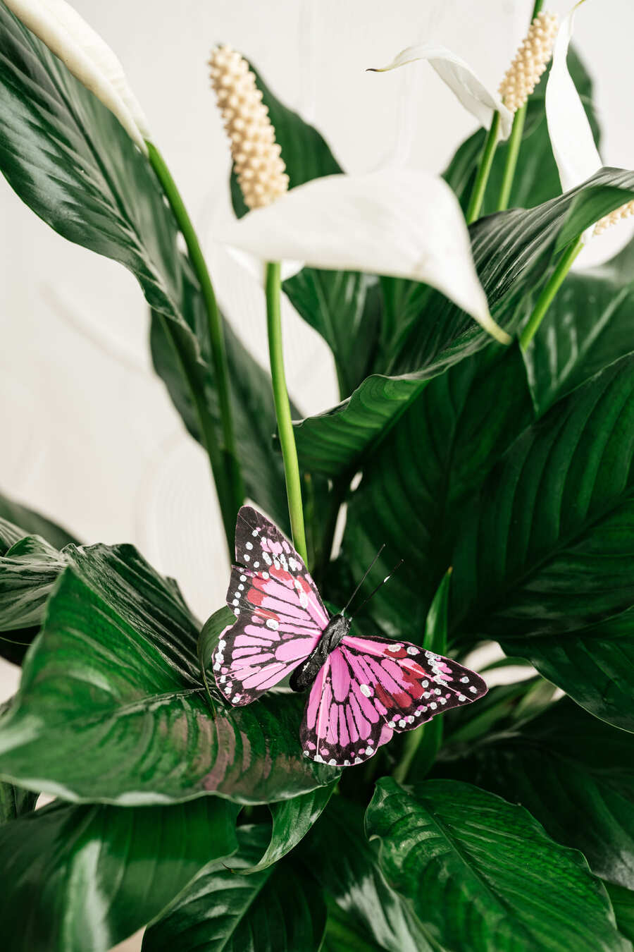 Papillons doux