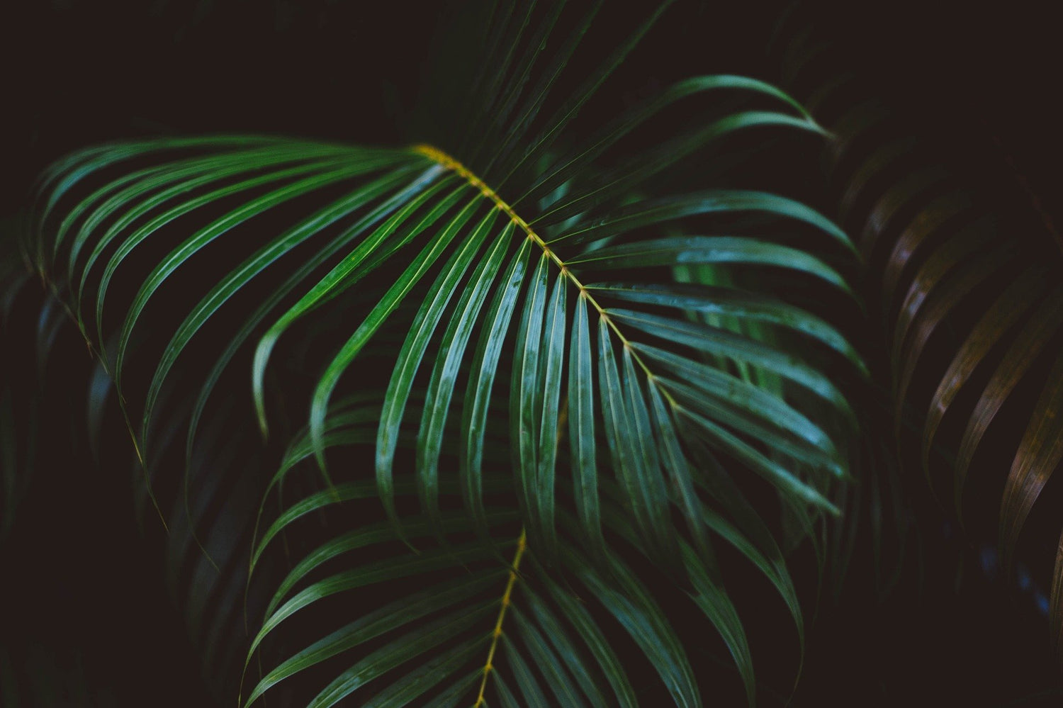 Une plante en souvenir