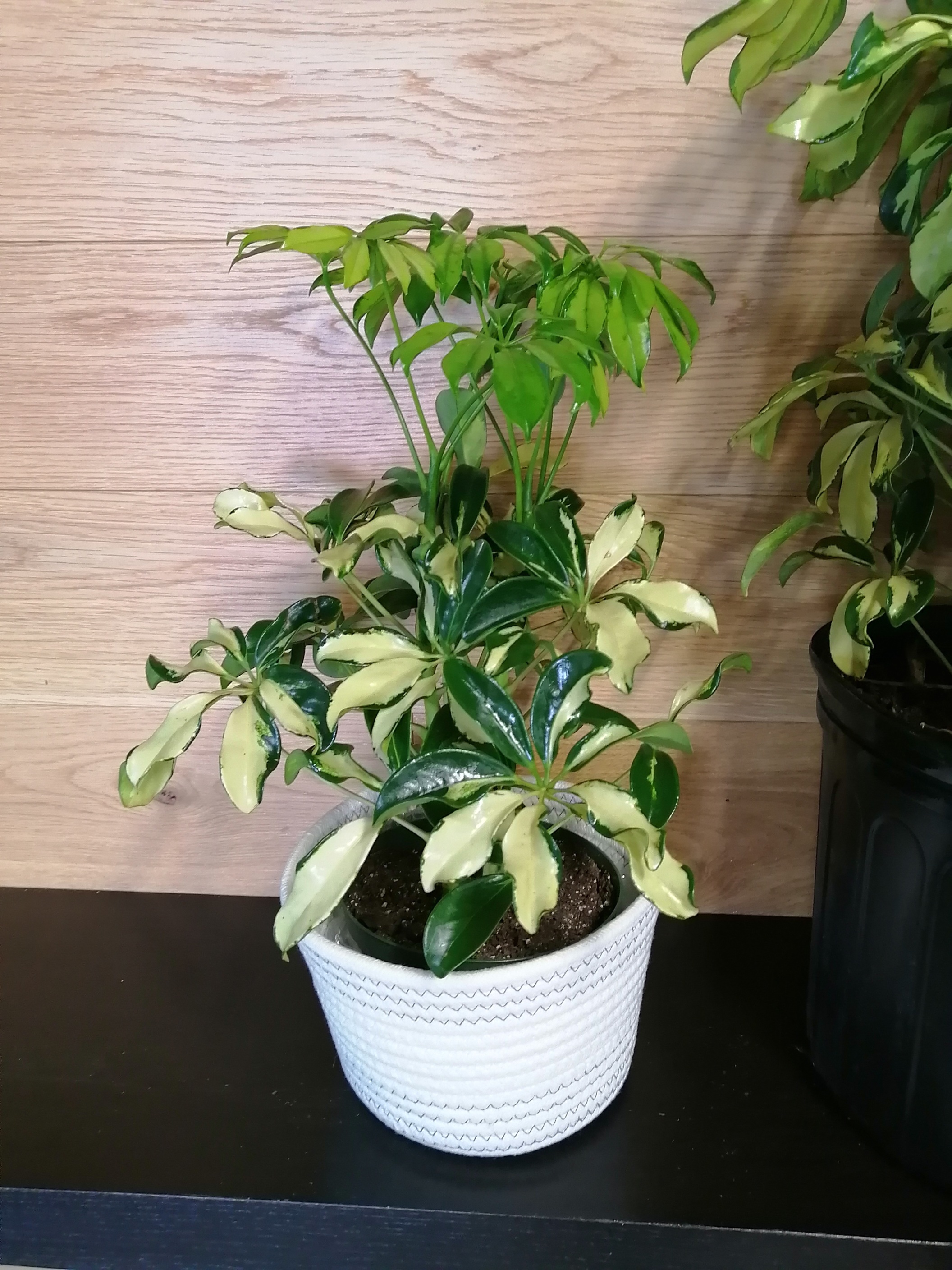 Schefflera trinette - Petite